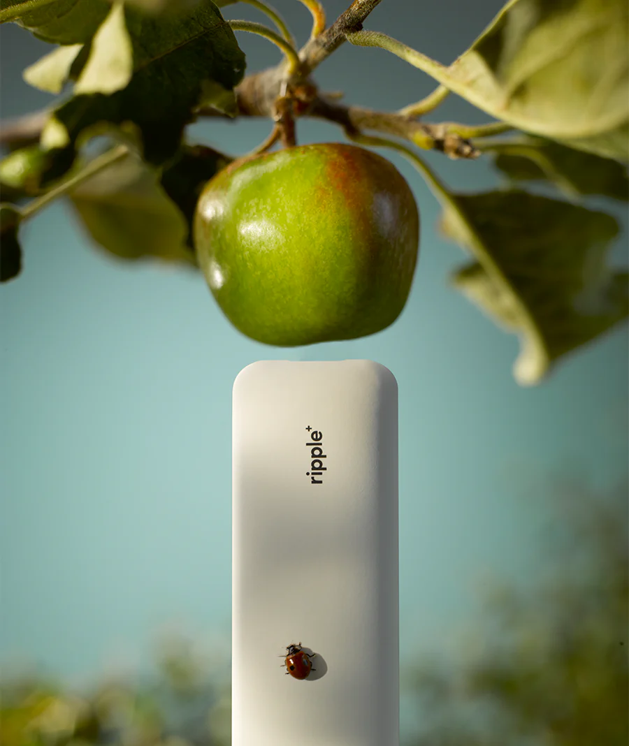 APPLE LUXE - Image 4